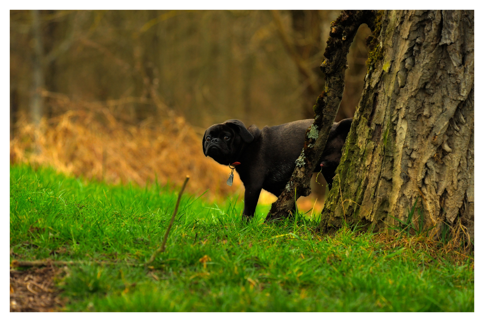 musst du mich beim pullern fotografieren!!