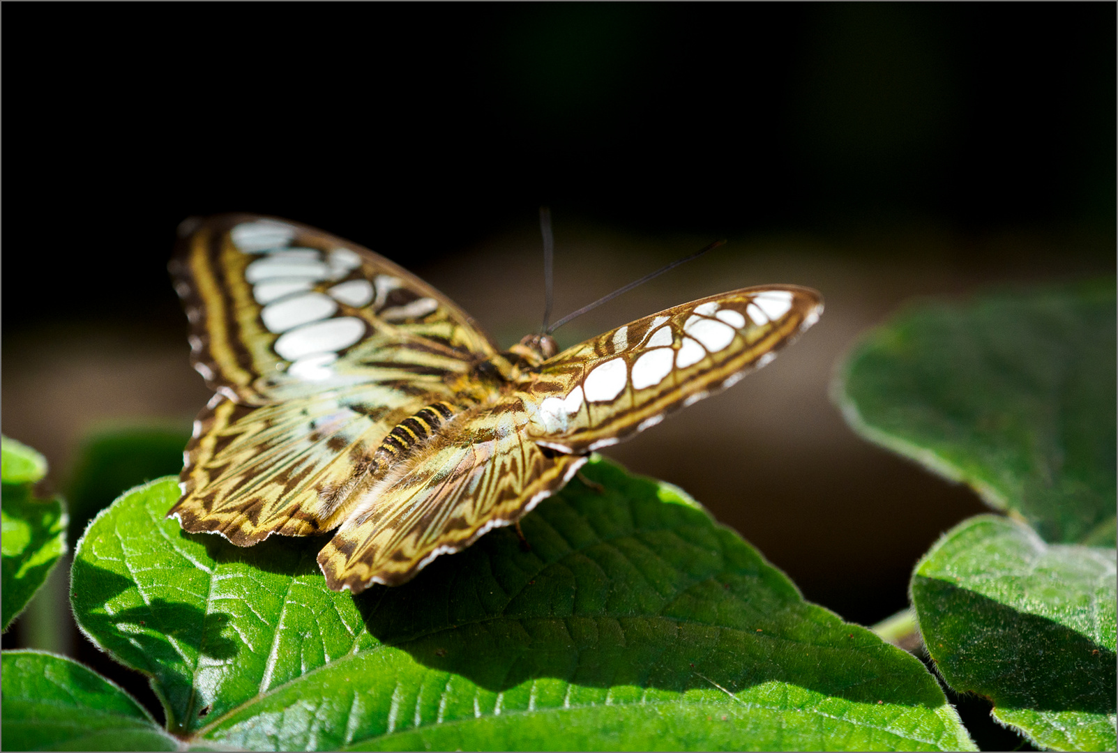 Musste auch mal einen Schmetterling fotografieren...