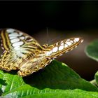 Musste auch mal einen Schmetterling fotografieren...