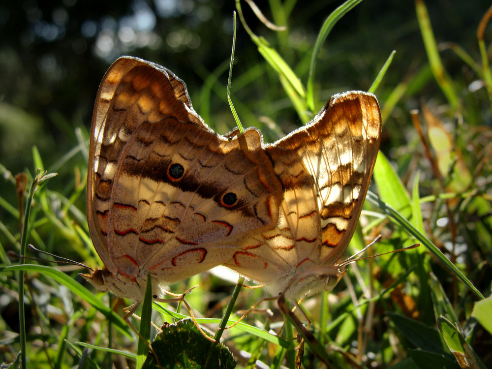 Must be butterfly mating season.....