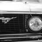 Mustang (1) Gast bei Harley Days