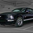 Mustang