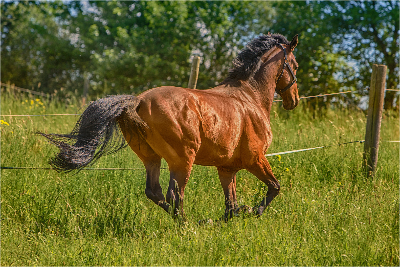 Mustang