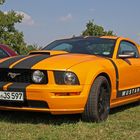 Mustang