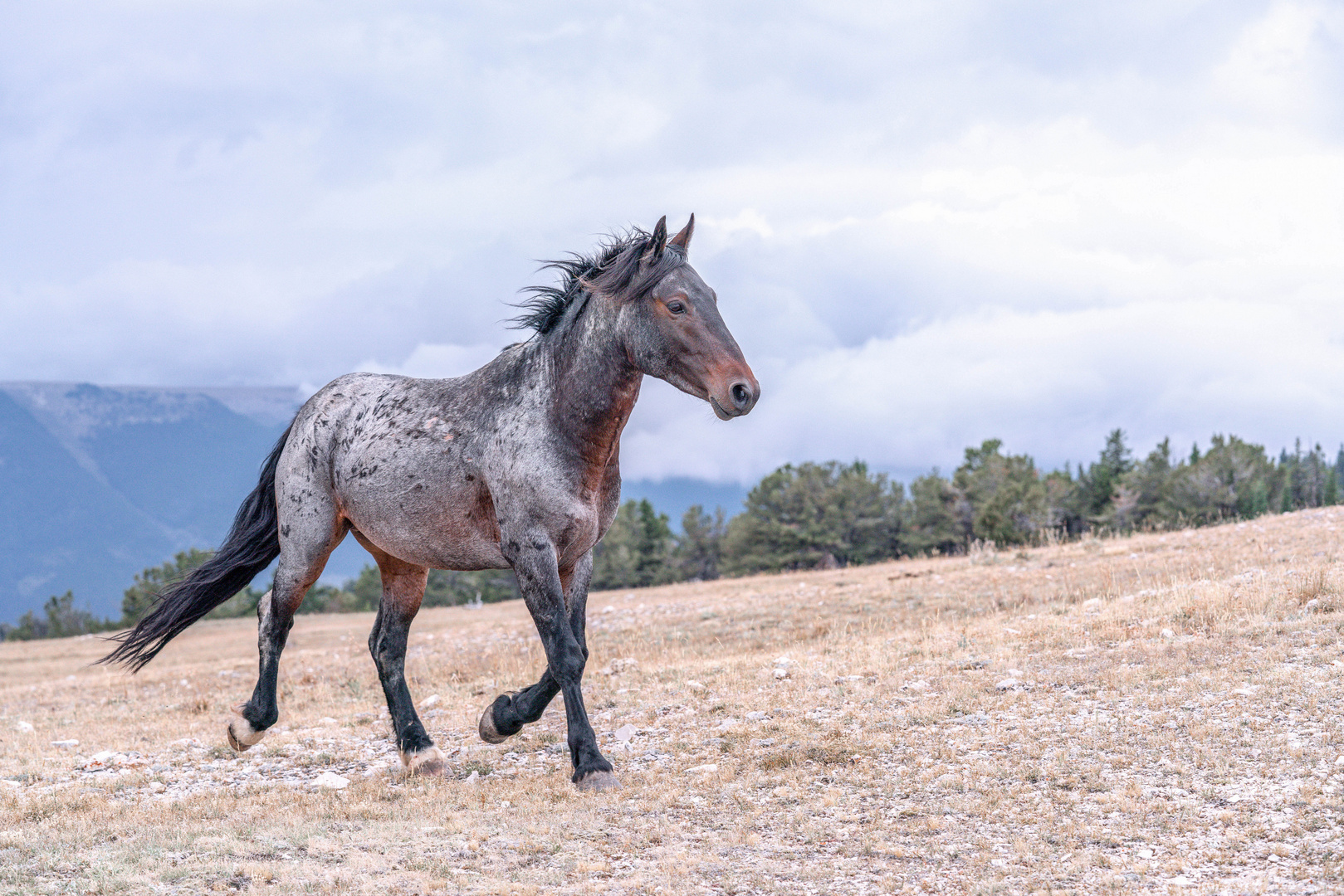 Mustang.