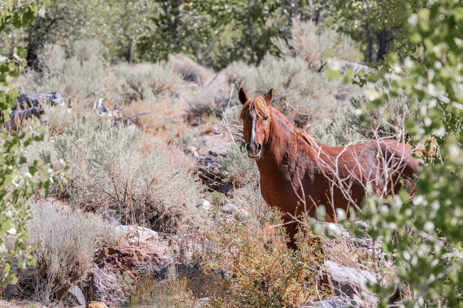 Mustang.