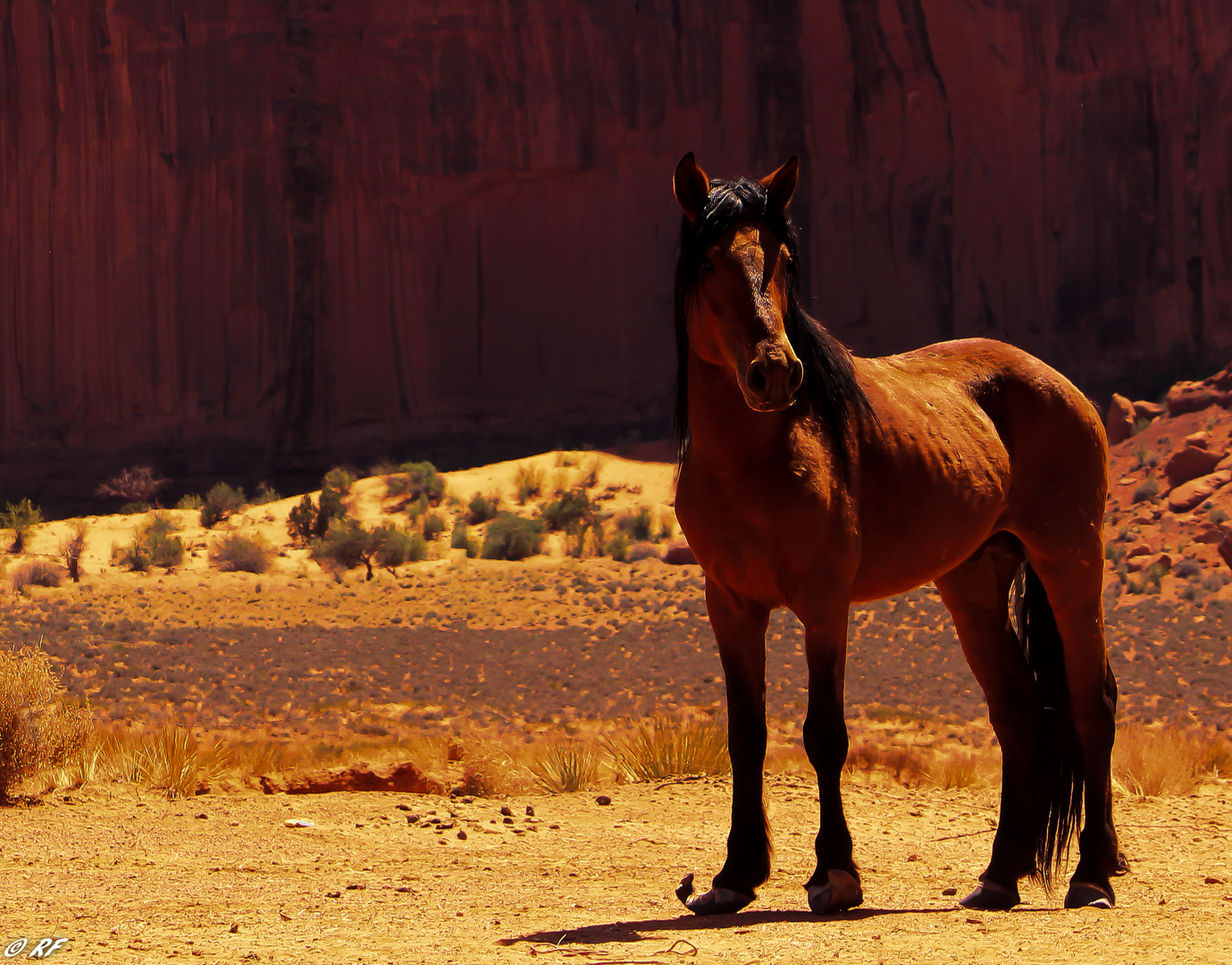 Mustang à Monument Valley