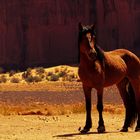 Mustang à Monument Valley