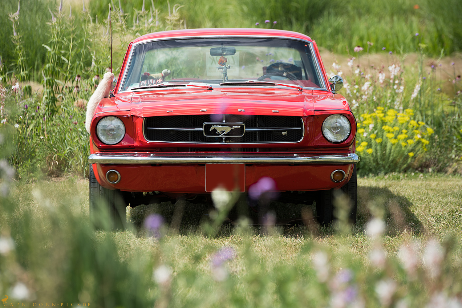 Mustang auf der Weide