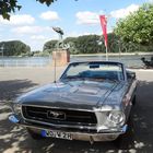 Mustang auf Rheinterrasse