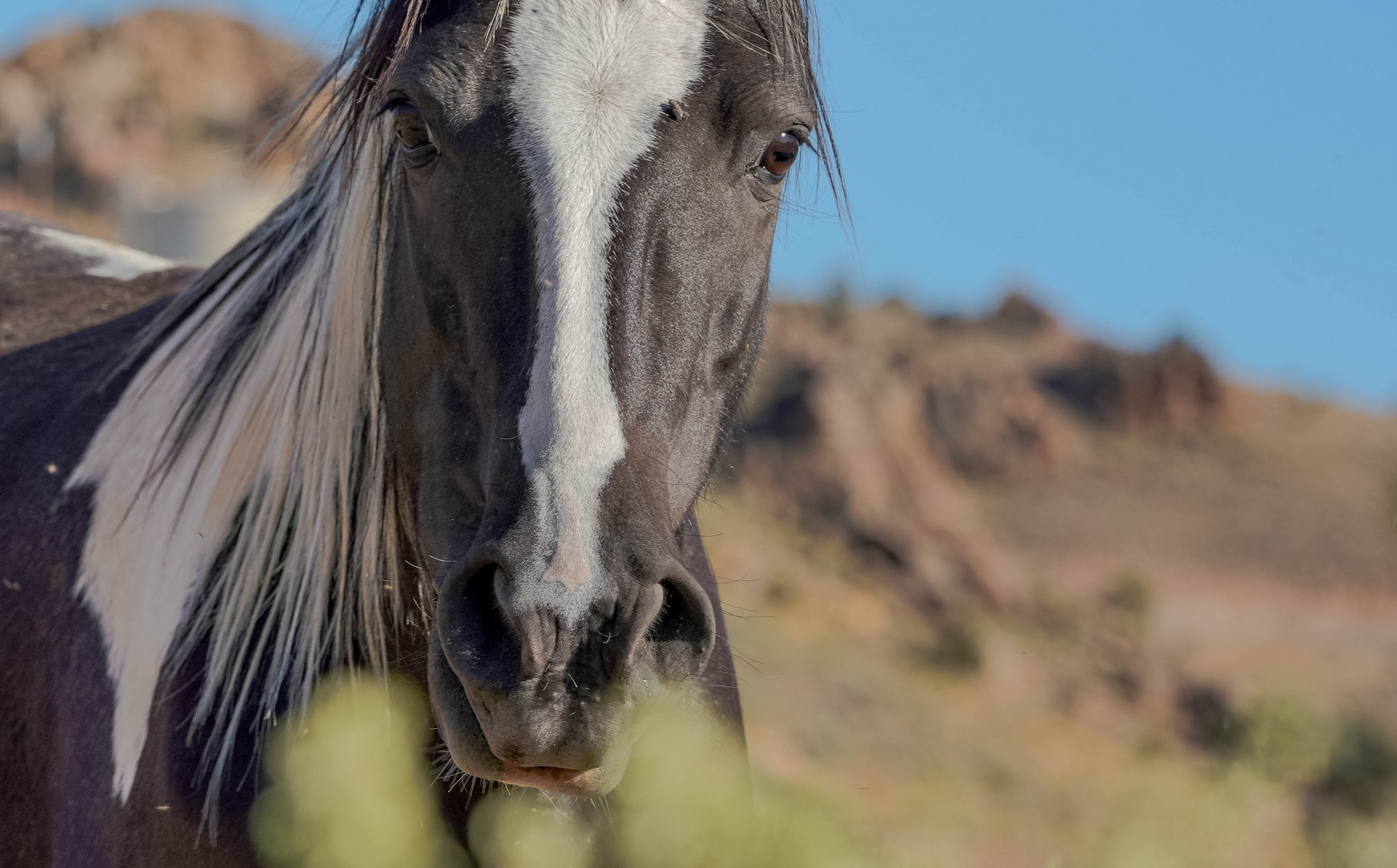 Mustang.