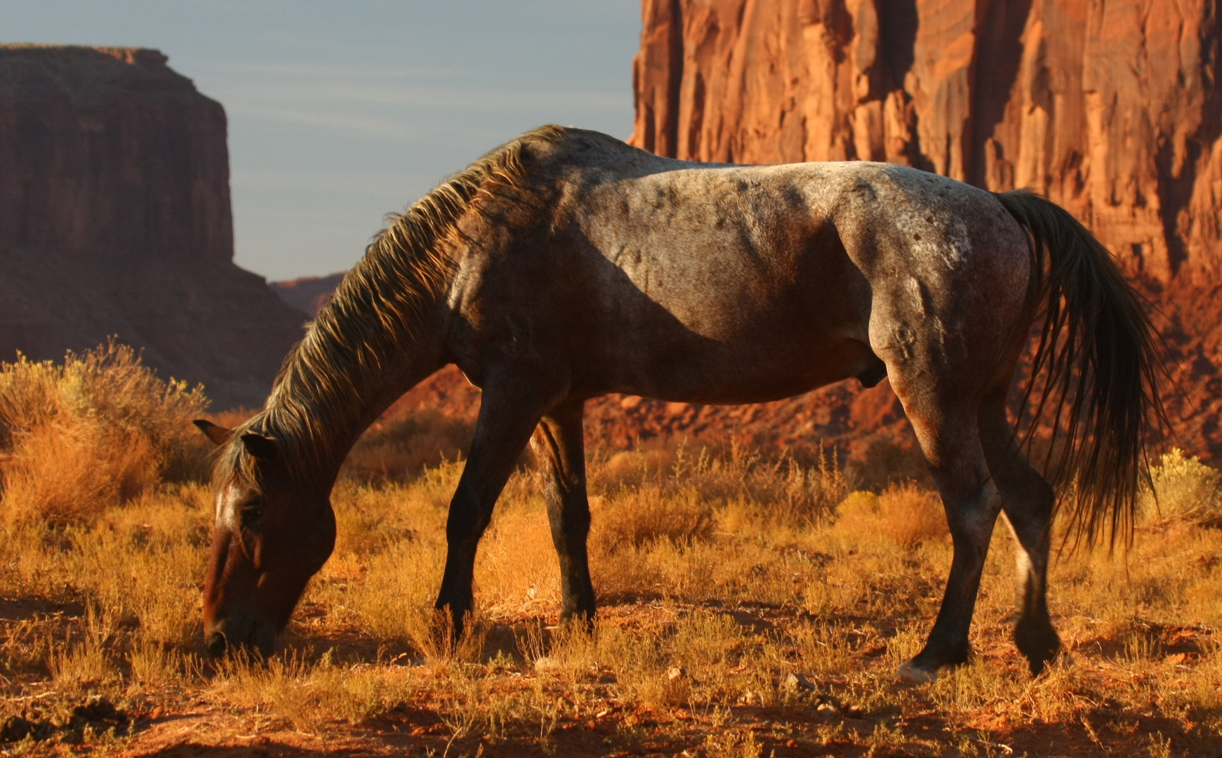 Mustang - eine amerikanische Legende !