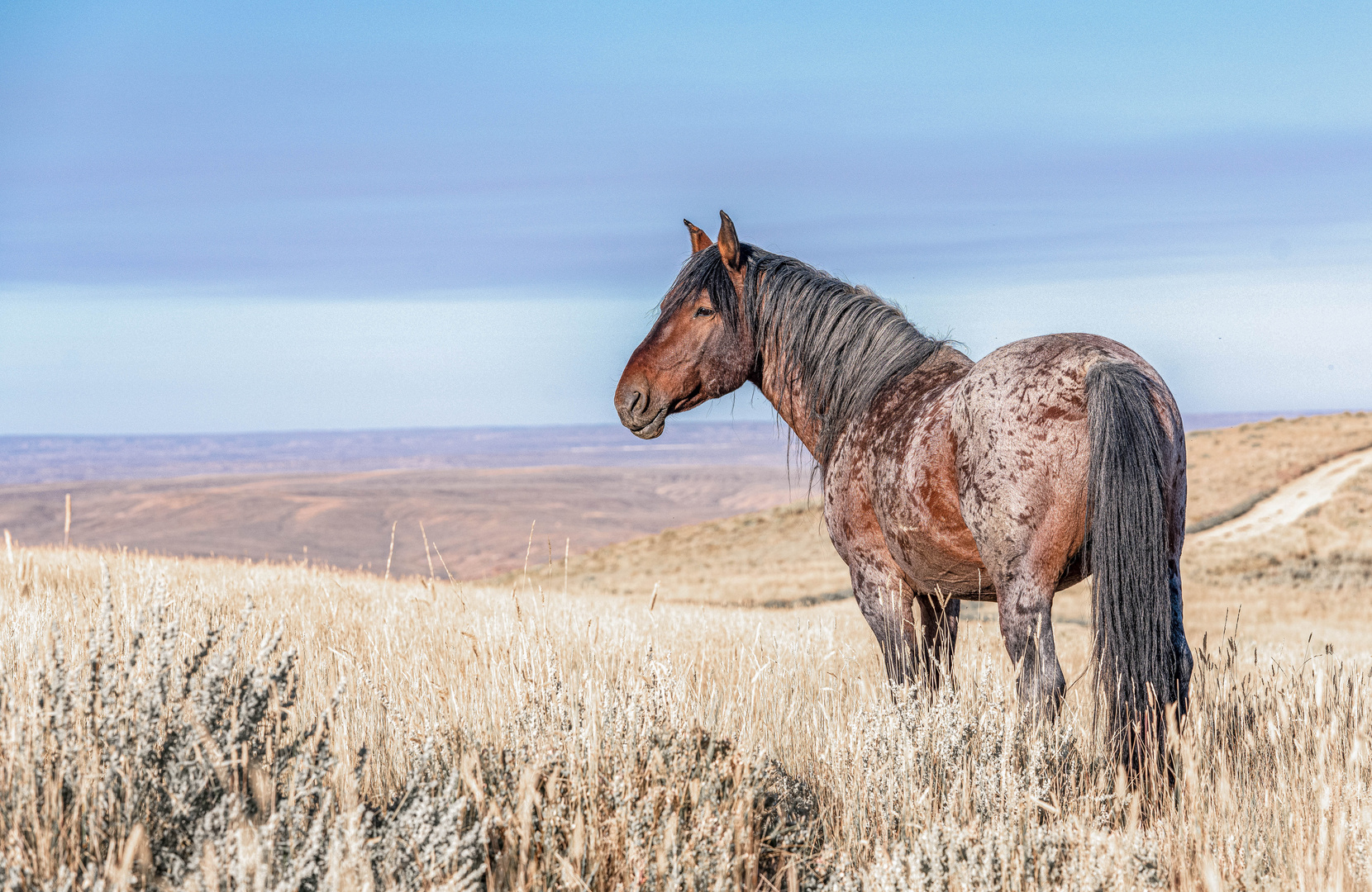 Mustang.