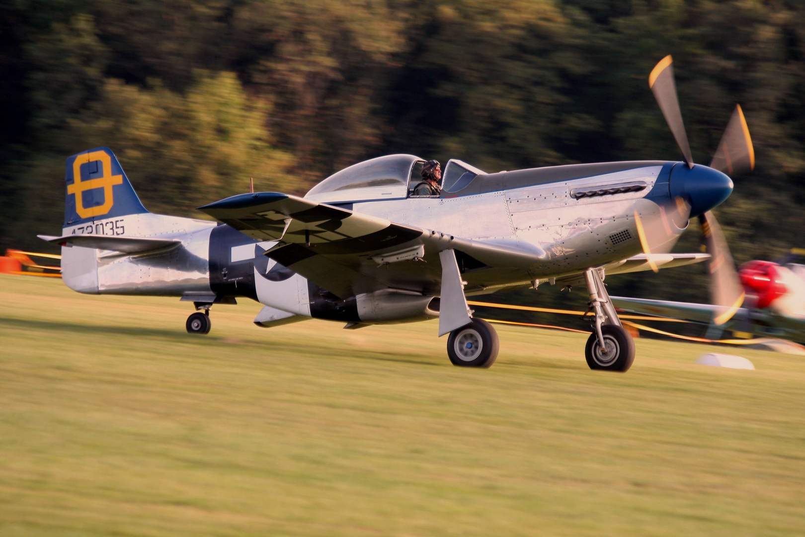 Mustang - Hahnweide2011