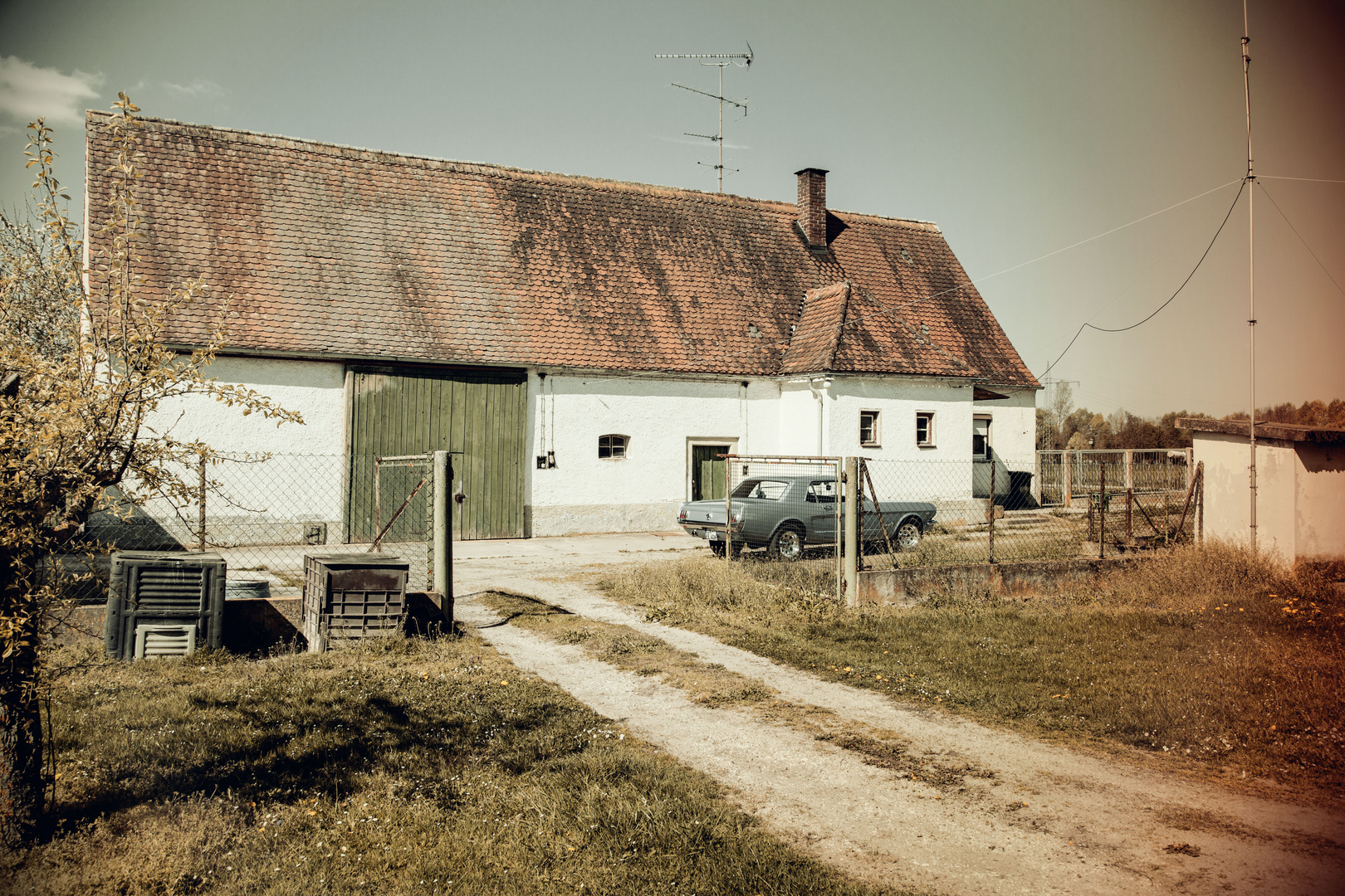 Mustang in a Farm