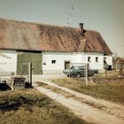 Mustang in a Farm