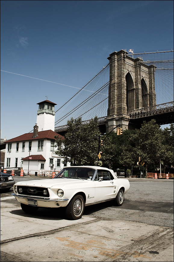 Mustang in Brooklyn