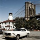 Mustang in Brooklyn