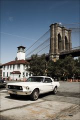 Mustang in Brooklyn
