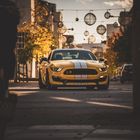 Mustang in seinem Habitat