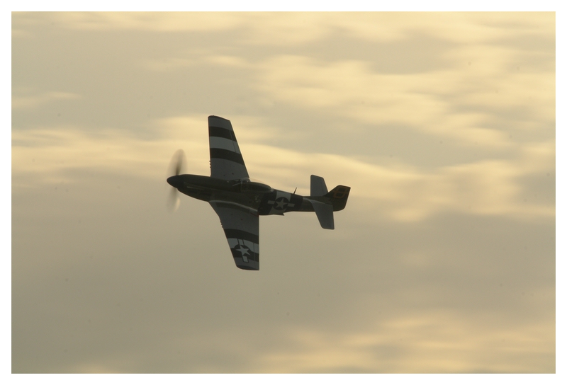 Mustang in the evening