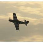 Mustang in the evening