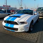 Mustang oder Cobra ? ? ?