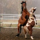 Mustang und Shetlandpony