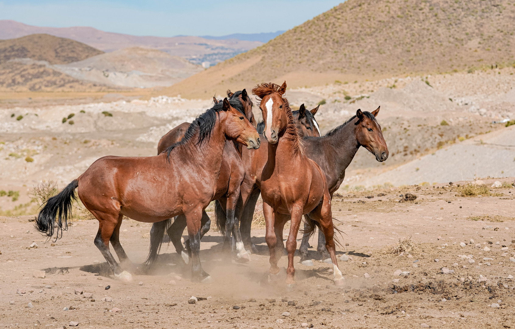 Mustangs. 