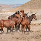 Mustangs. 