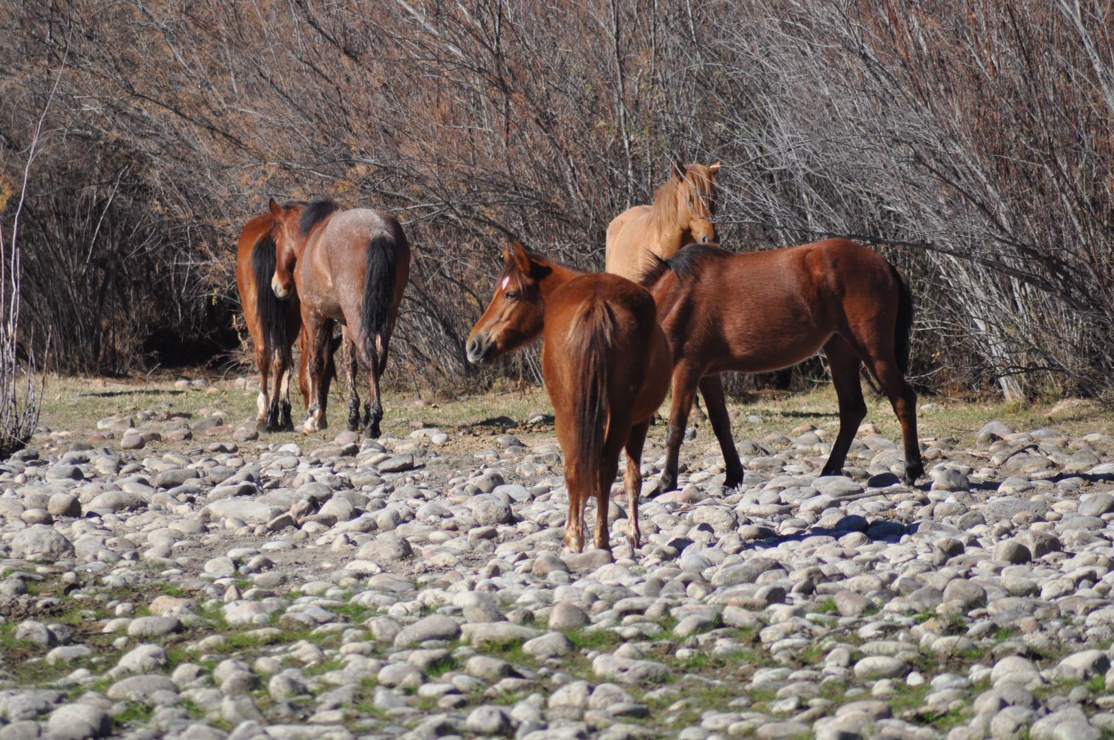 Mustangs