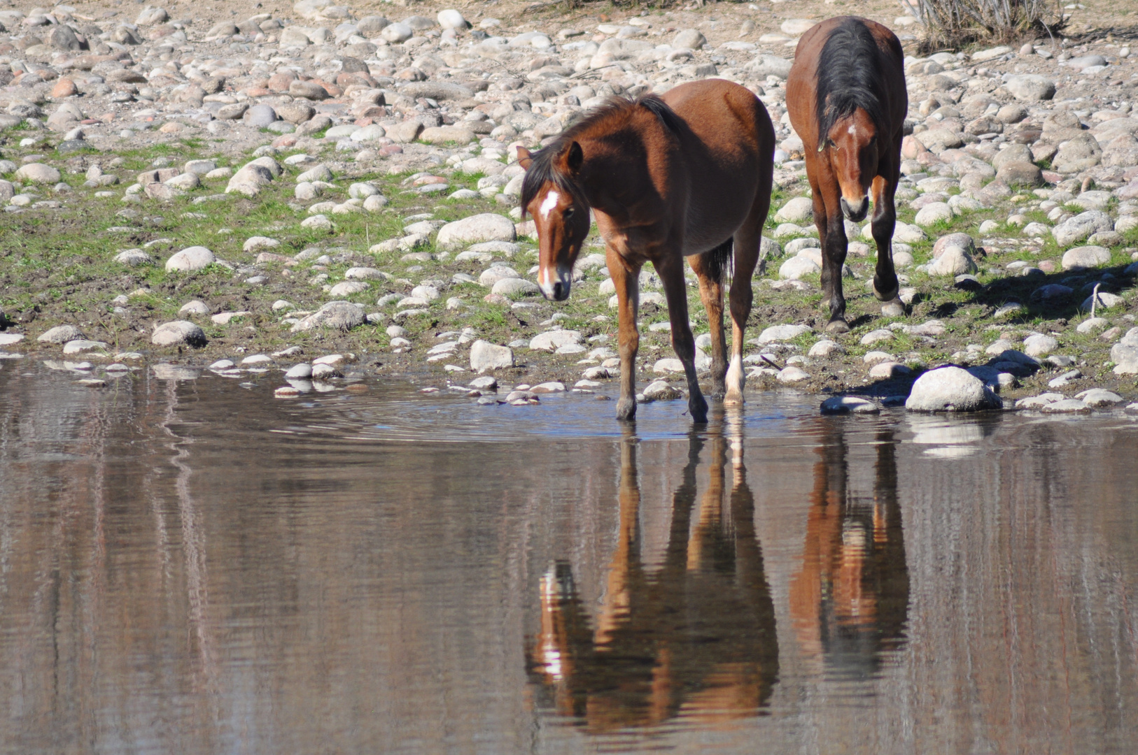 Mustangs