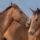 Mustangs.