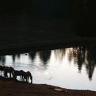 Mustangs an Wasserstelle 