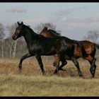 Mustangs ;-D?