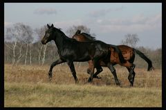 Mustangs ;-D?