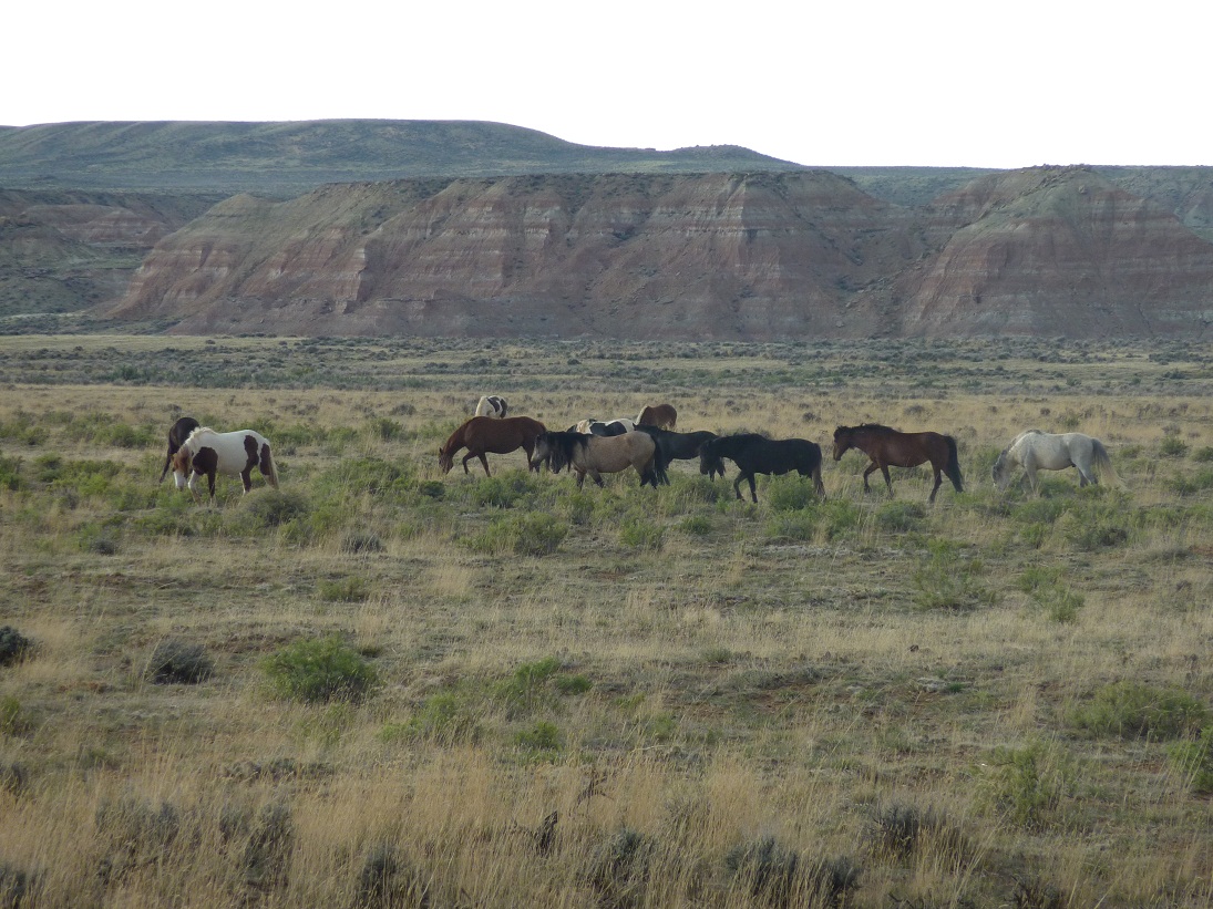 Mustangs