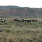 Mustangs