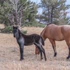 Mustangs.