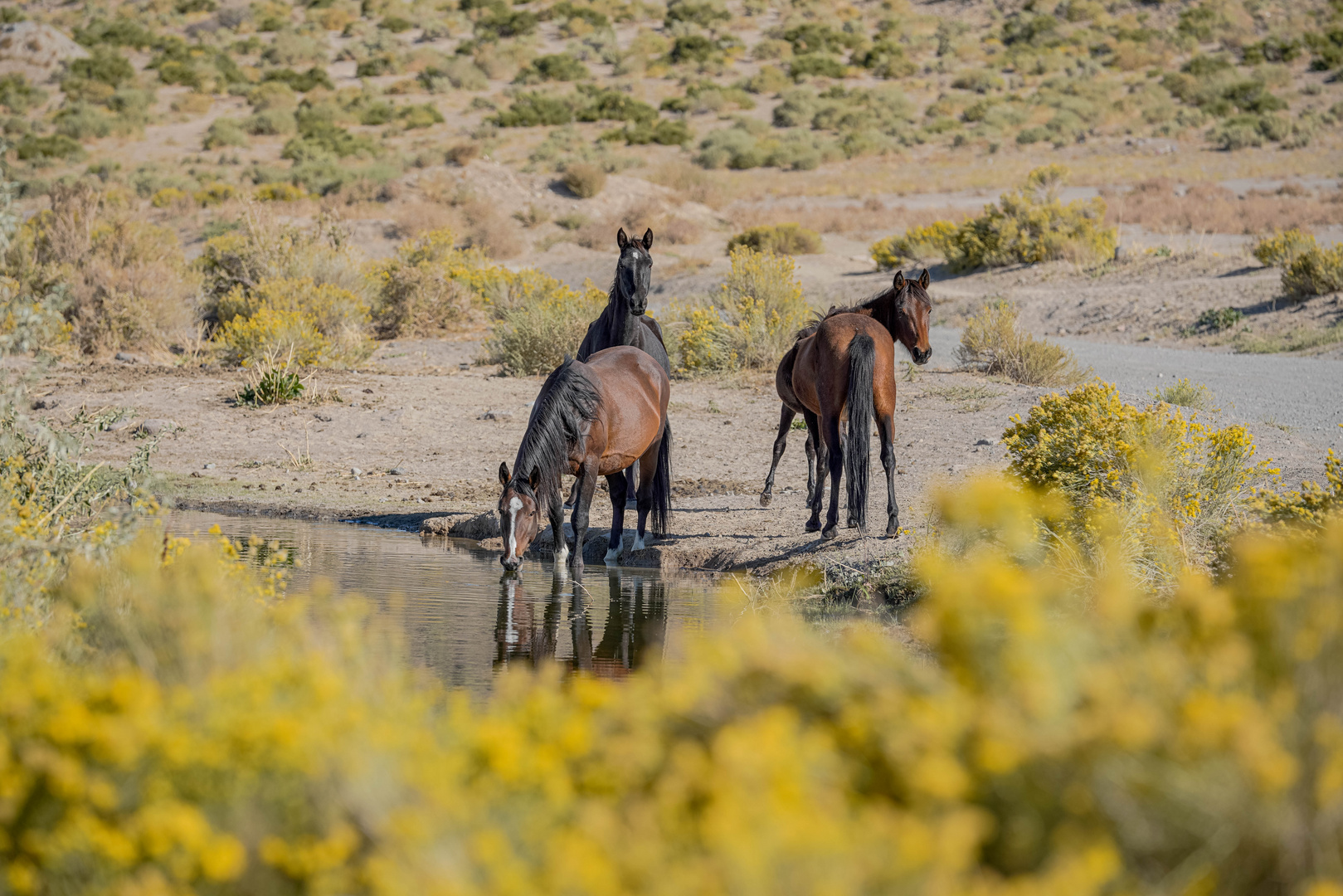 Mustangs in Nevada.