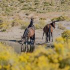 Mustangs in Nevada.