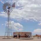 Mustangs in New Mexico.