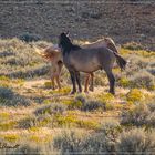 Mustangs - Wildpferde