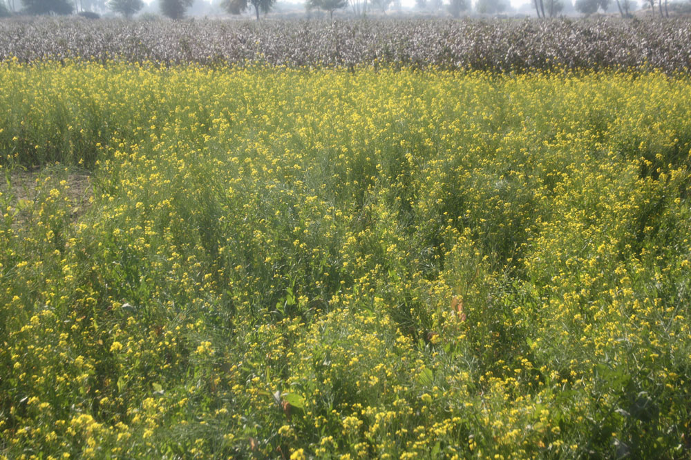 Mustard & Cotton Field