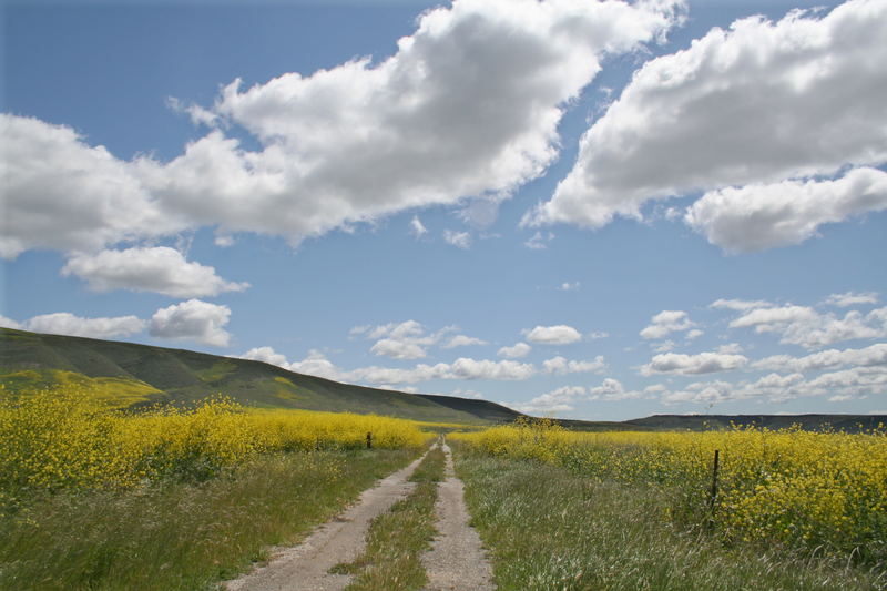 Mustard Fields