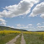 Mustard Fields