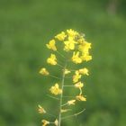 Mustard Flower