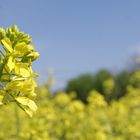 Mustard, la mirada del cielo en tierra