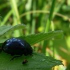 Mustard Leaf Beetle