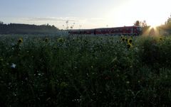 Mustard Sun